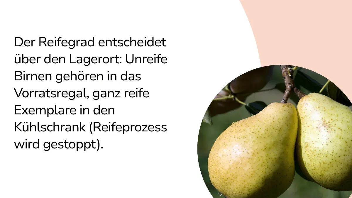 Birnen mit Text ,,Der Reifegrad entscheidet über den Lagerort: Unreife Birnen gehören in das Vorratsregal, ganz reife Exemplare in den Kühlschrank (Reifeprozess wird gestoppt)."