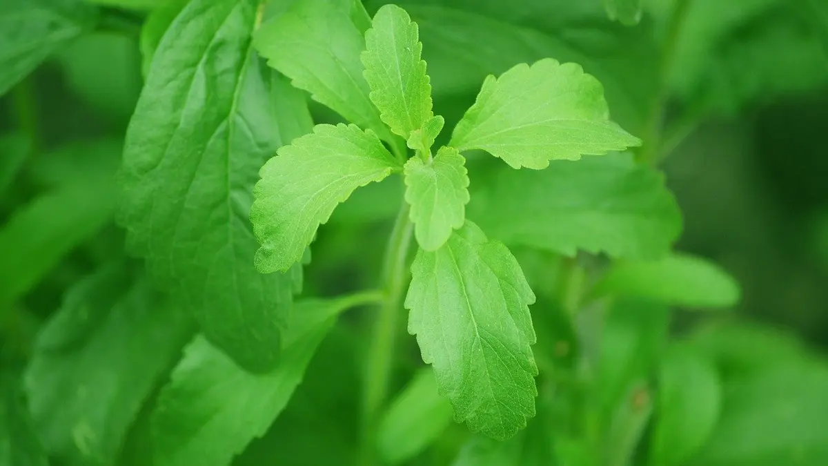 Stevia Pflanze