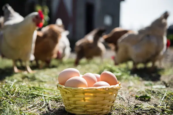 Im Vordergrund steht ein Körbchen mit Eiern, im Hintergrund sind Hühner im Freien.