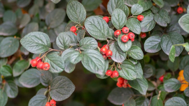 Gewöhnliche Zwergmispel (Cotoneaster integerrimus)