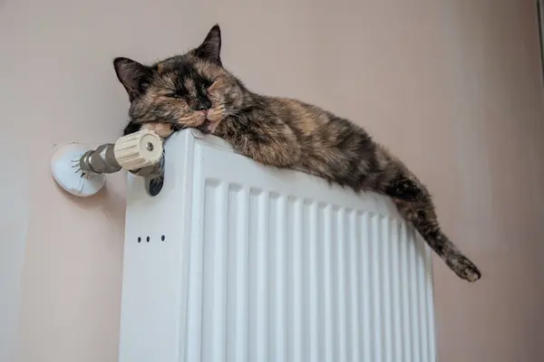 Katze liegt auf einer Heizung