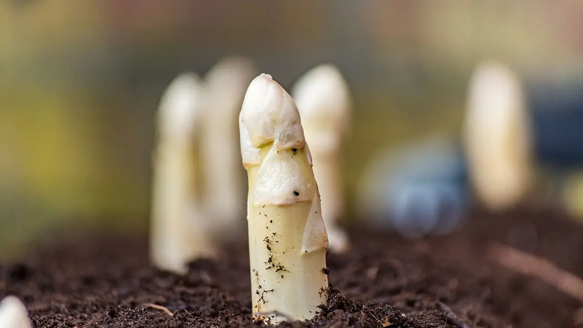 Spargel