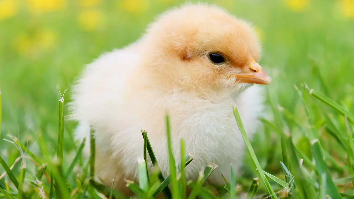 Küken im Gras in Nahaufnahme