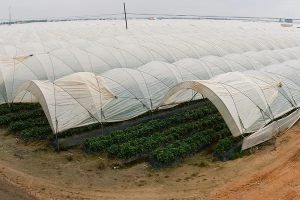 Tomatenanbau in Almeria