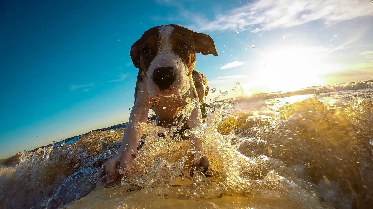 Hund von vorne auf einem Surfbrett stehend während der Fahrt durchs Wasser