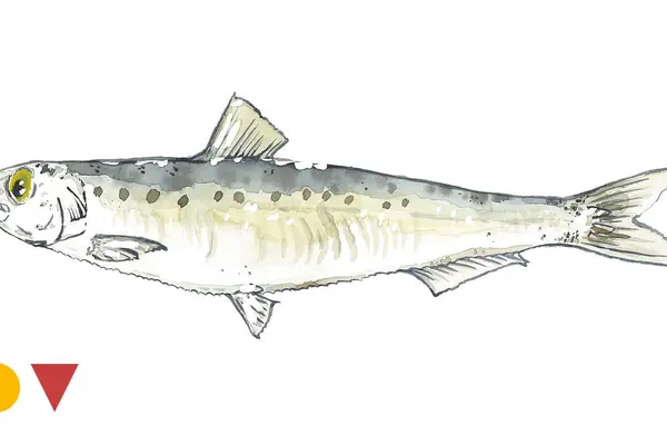 Sardine