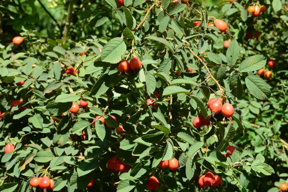 Apfel-Rose (Rosa villosa)