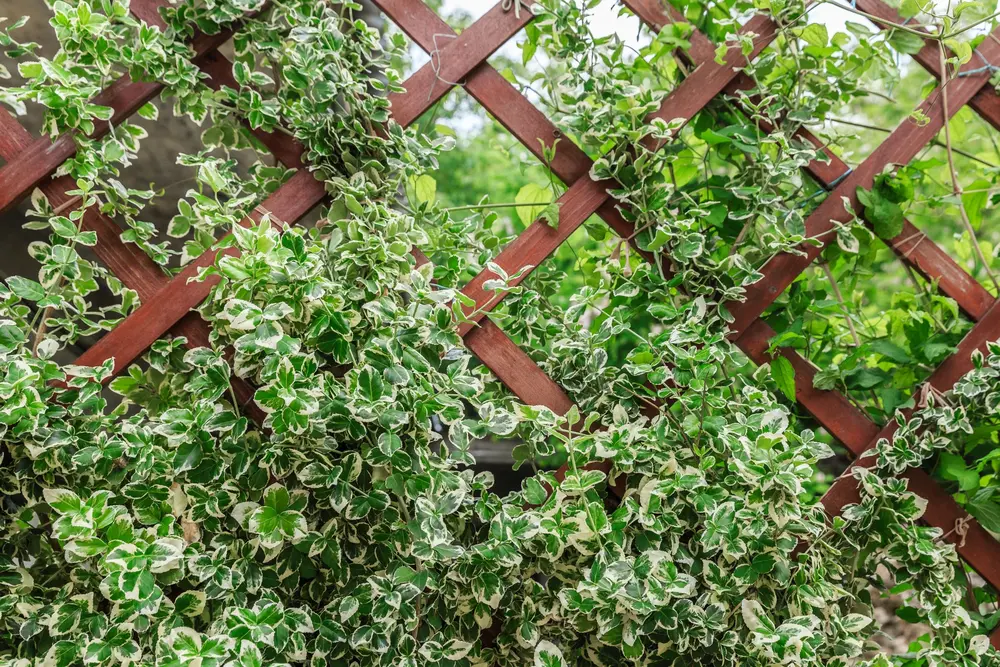 Spindelstrauch (Euonymus fortunei in Sorten)