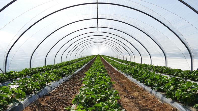 Erdbeeren in einem Gewächshaus unter Folie