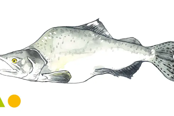 Buckellachs