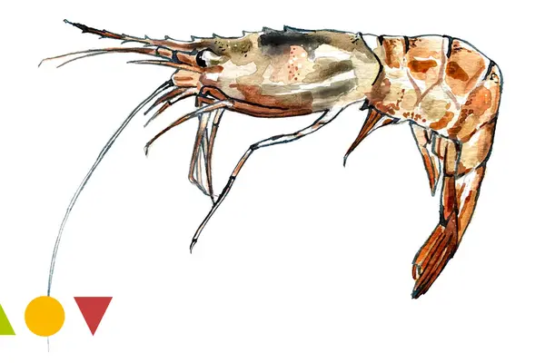 Tropische Garnele