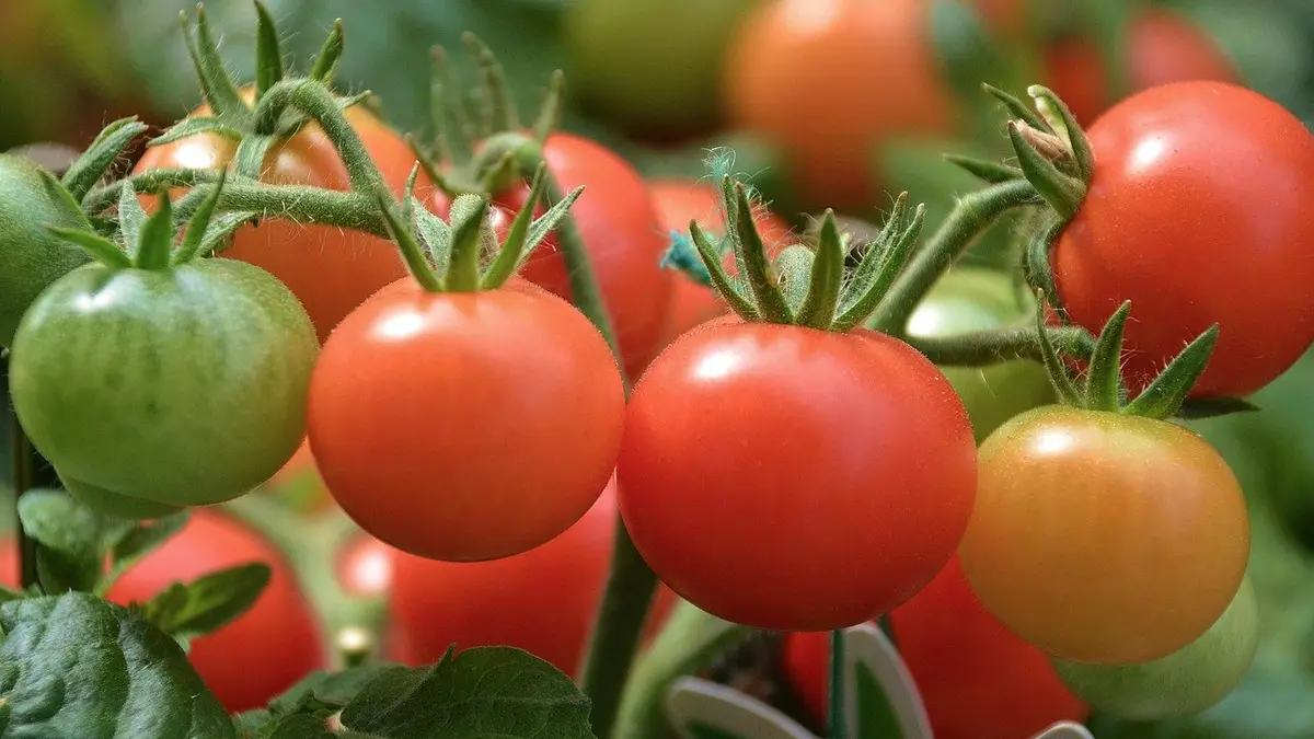 Unreife, grüne Tomaten