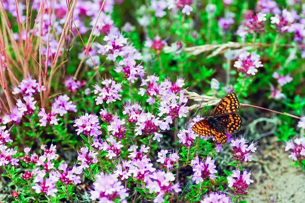 Schmetterling auf lila Thymianblüten