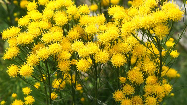 Goldhaar-Aster (Galatella linosyris syn. Aster linosyris)