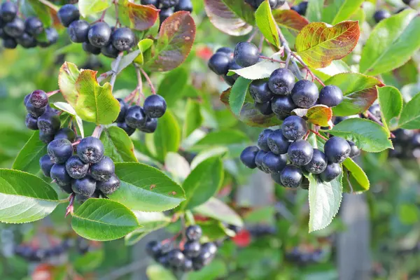 Aroniabeeren werden wegen ihrer wertvollen Inhaltsstoffe derzeit gerne als Super­beeren angepriesen. 