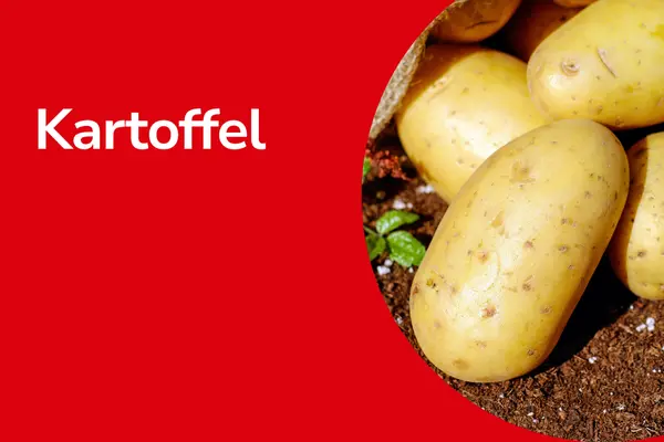 Kartoffeln mit Text ,,Kartoffel"