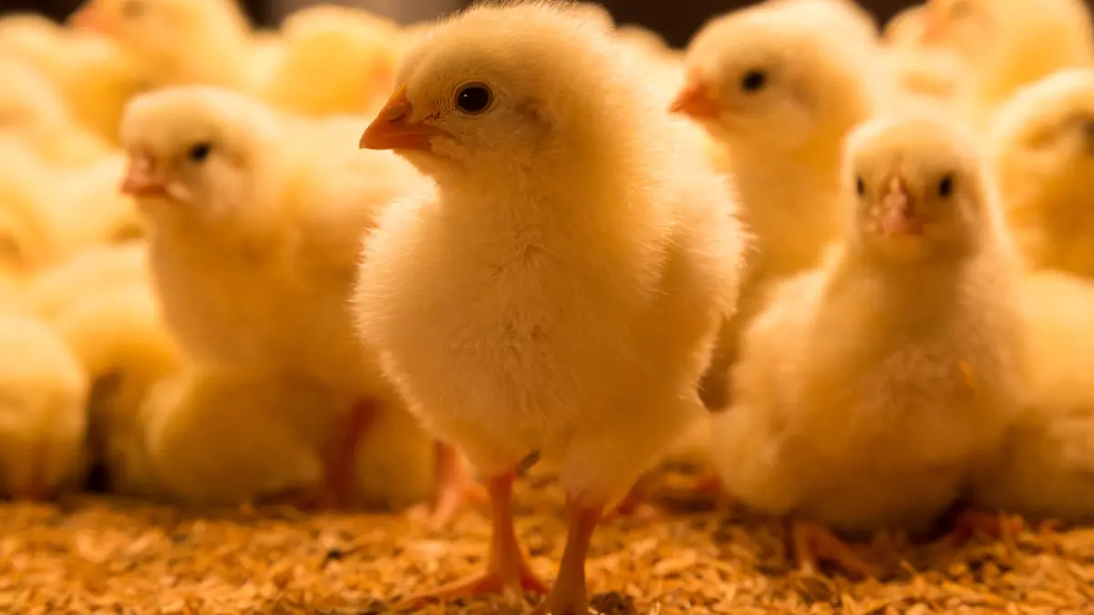 Kleine, flauschige, gelbe Küken