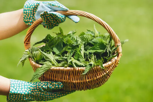 Ein Korb mit Brennnesseln, der von zwei Händen in grünen Gartenhandschuhen gehalten wird.