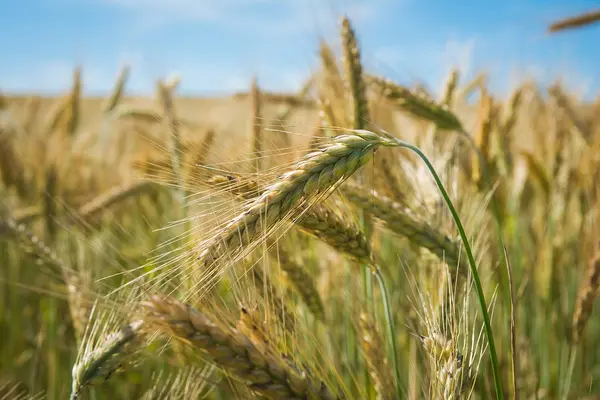 Roggen auf Feld