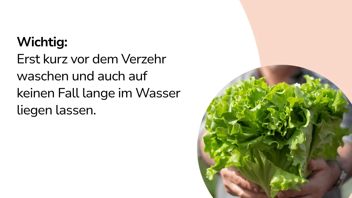 Salat mit Text ,,Wichtig: Erst kurz vor dem Verzehr waschen und auch auf keinen Fall lange im Wasser liegen lassen."