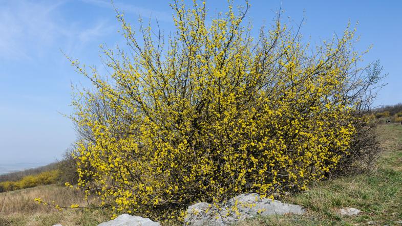 Kornelkirsche (Cornus mas)