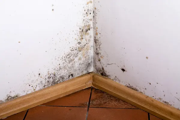 Energieberatung - Schimmel in der Wohnung