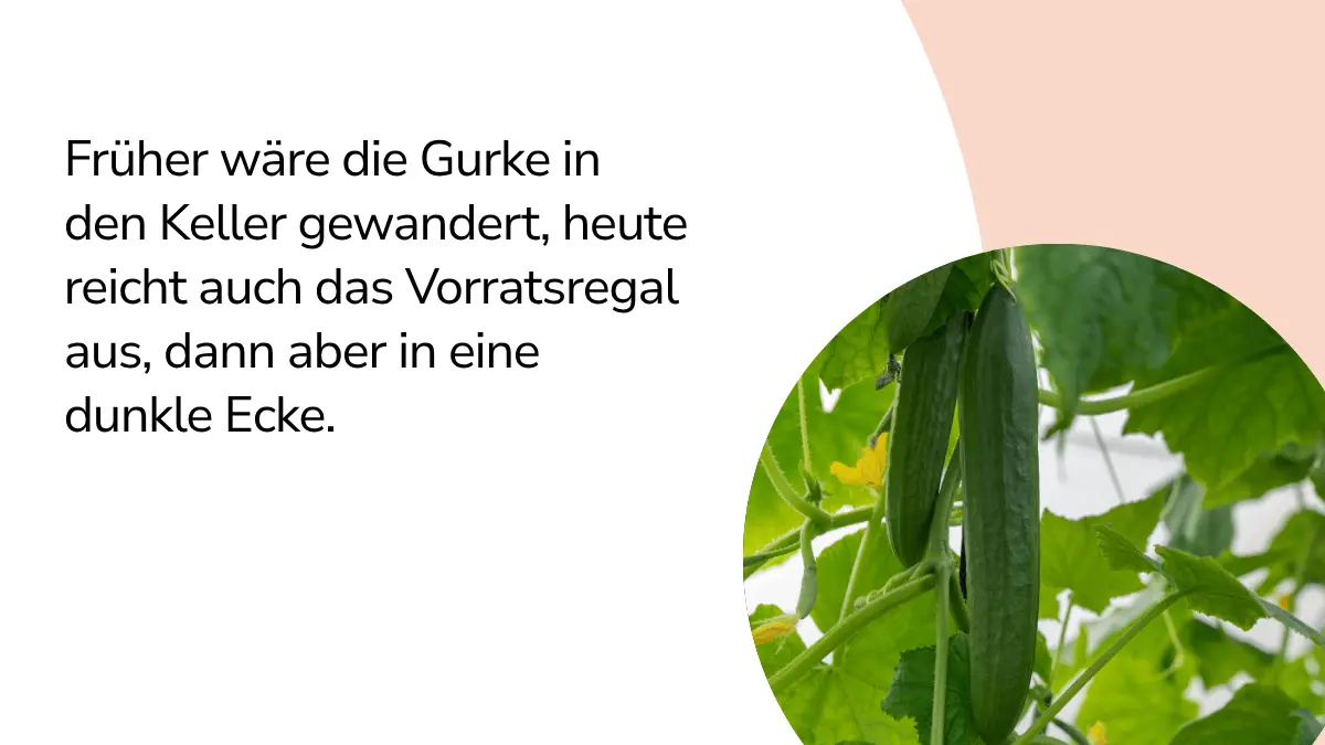 Gurken mit Text ,,Früher wäre die Gurke in den Keller gewandert, heute reicht auch das Vorratsregal aus, dann aber in eine dunkle Ecke."