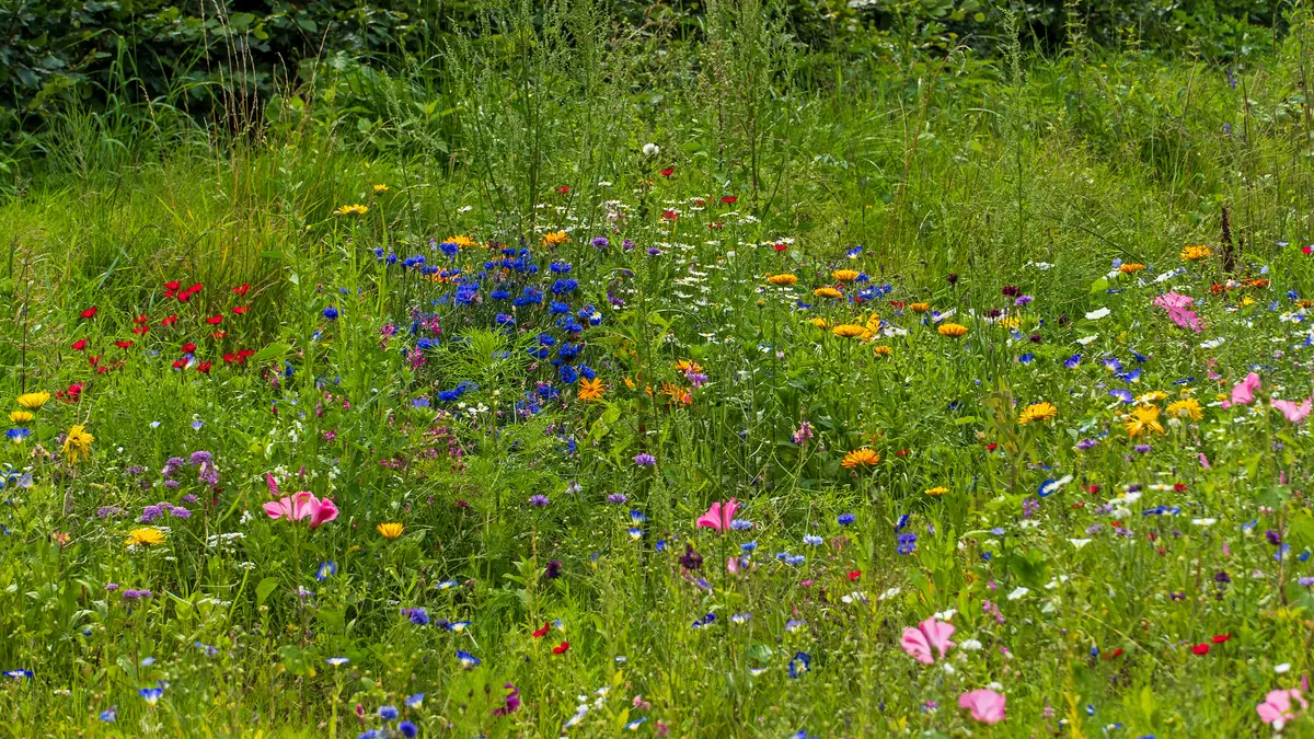 Wildblumenweise