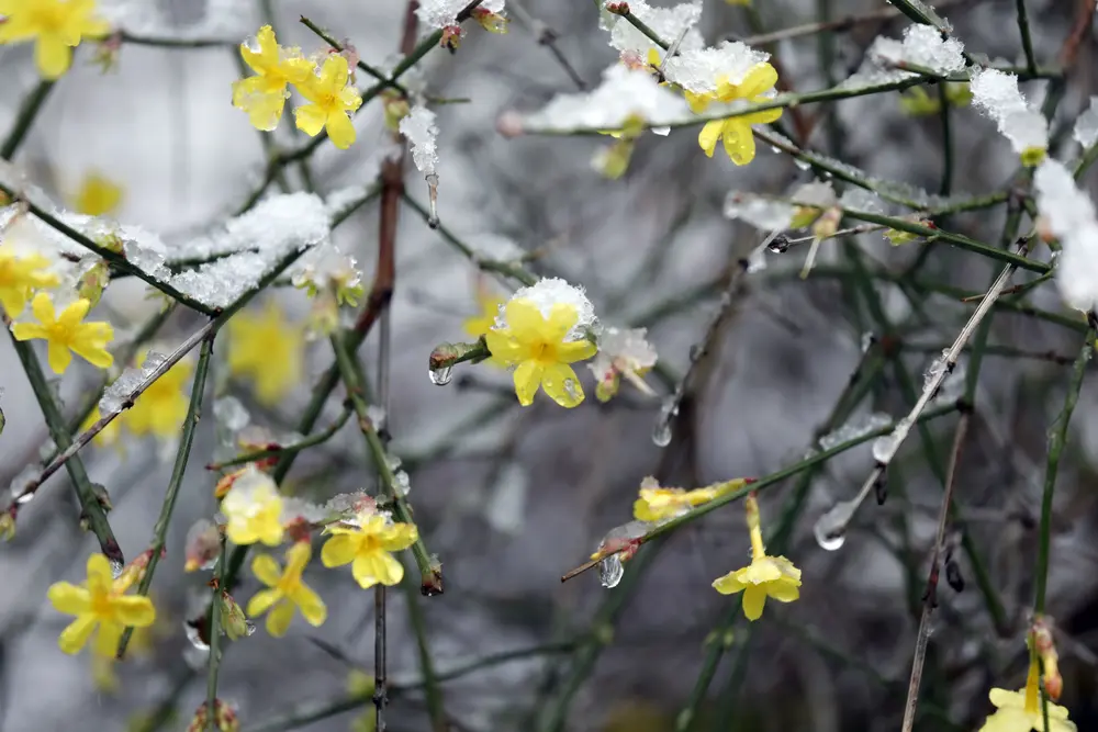 Winter-Jasmin (Jasminum nudiflorum)