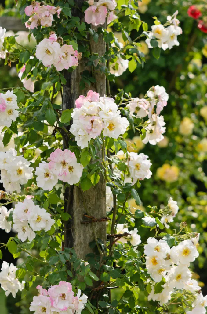 Rankende Kletterrose mit rosafarbenen Blüten