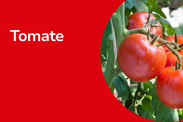 Tomaten mit Text ,,Tomate"