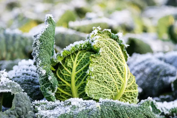 Grünkohl auf einem Feld im Winter