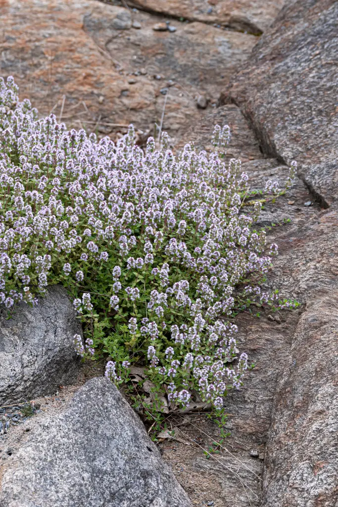 Blühender Thymian mit kleinen violetten Blüten