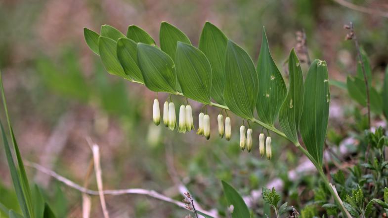 Echtes Salomonssiegel (Polygonatum odoratum)