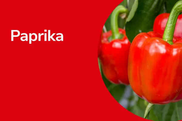 Paprikas mit Text ,,Paprika"
