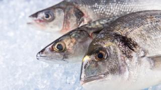 Fische auf Eiswürfel