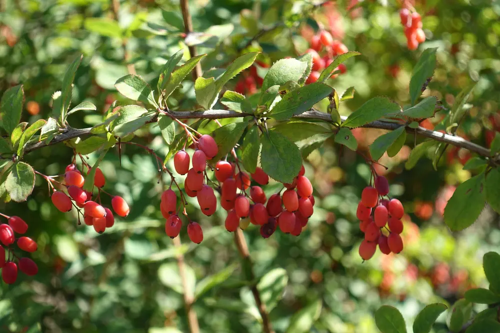 Gemeine Berberitze (Berberis vulgaris)