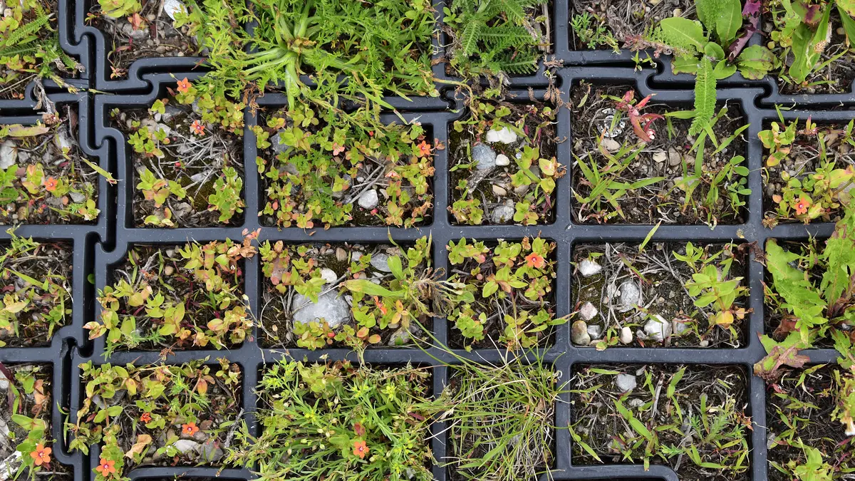 Rasengitterwaben aus Kunststoff sind sehr leicht, haben eine sehr gute Versickerungsleistung (bis zu 90%) und ermöglichen eine nahezu geschlossene Vegetationsdecke, wie hier im Bild beispielsweise Spontanvegetation. Kunststoff-Rasengitterwaben sind als Stellplatz für Pkw und Fahrrad gut geeignet und je nach Wabengröße auch gut begehbar.