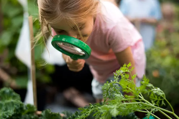 Ein Kind betrachtet durch eine große Lupe Gemüsepflanzen im Garten