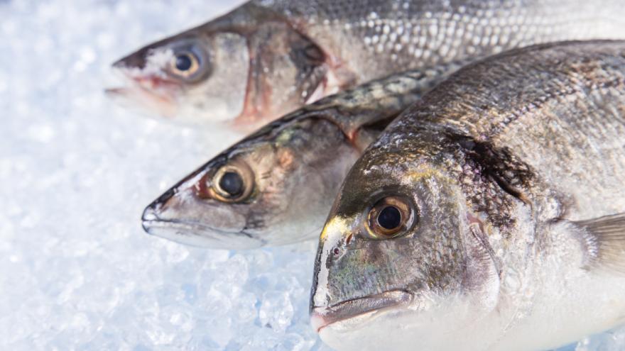 Fische auf Eiswürfel