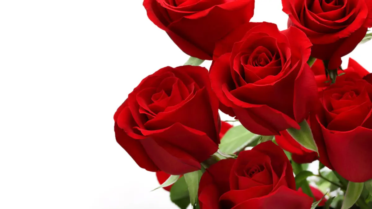 Rote Rosen