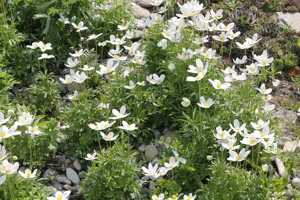  Großes Wald-Windröschen (Anemone sylvestris)