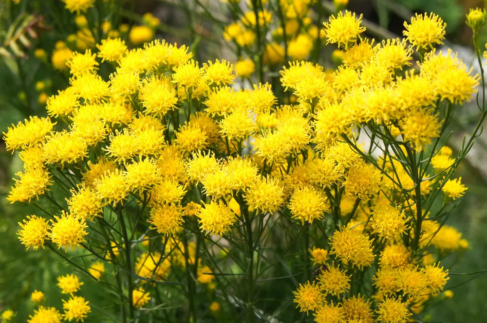 Goldhaar-Aster (Galatella linosyris syn. Aster linosyris)