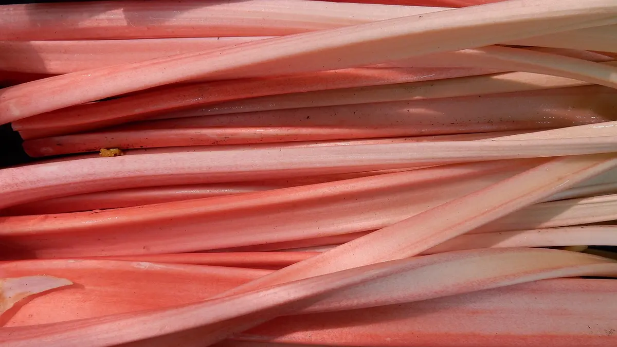 Rhabarberstangen rot