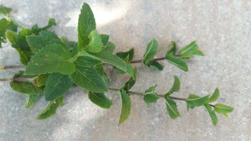 Ein Strauch Minze liegt auf einem Stein