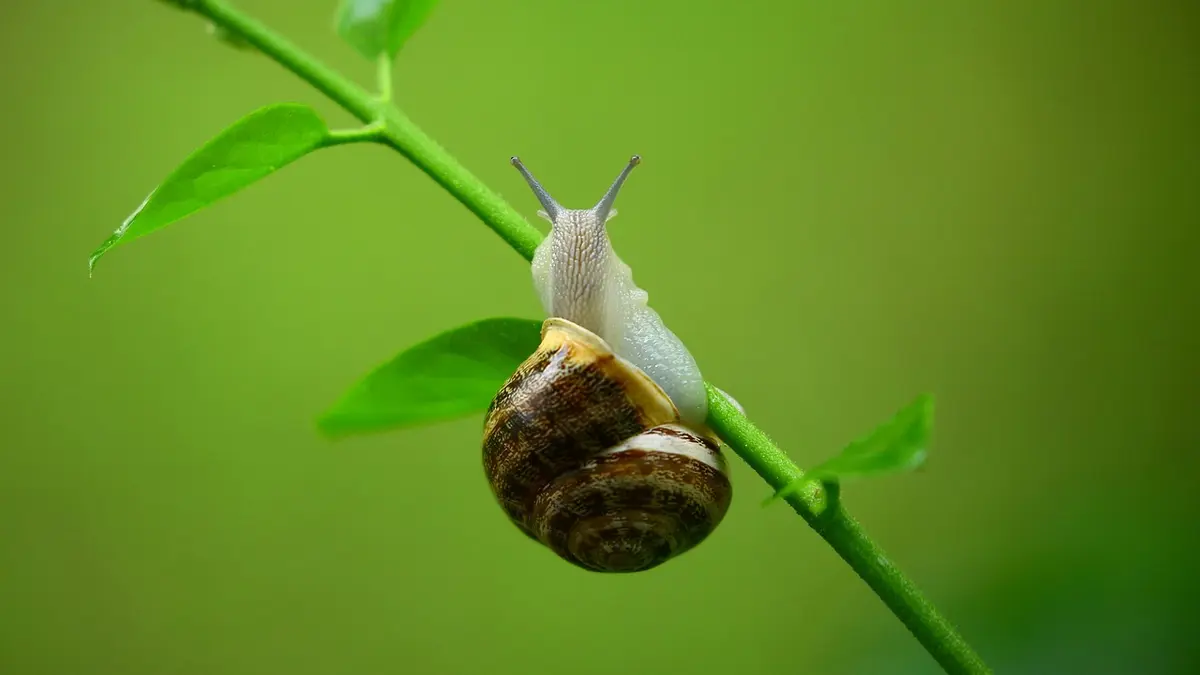 Schnecke an einer Pflanze