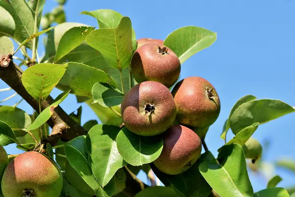 Nahaufnahme Apfelbaum zu Lebensmittelwertschätzung