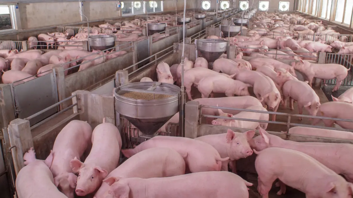 Viele Schweine im Stall, Tierhaltungskennzeichnung