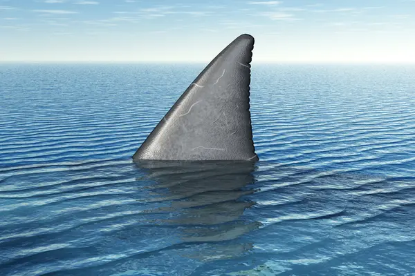 Eine Haiflosse hebt sich aus dem Wasser