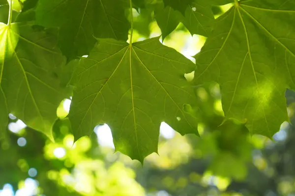 Ahornblätter im Sonnenschein